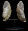 Pair of Large Mammoth Molars On Metal Stand - North Sea #45384-10